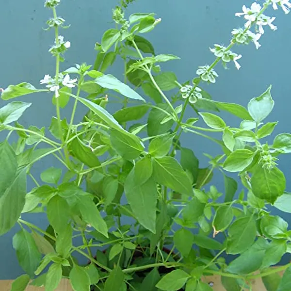 Lemon_Basil_Seeds_-_Pack_Of_4