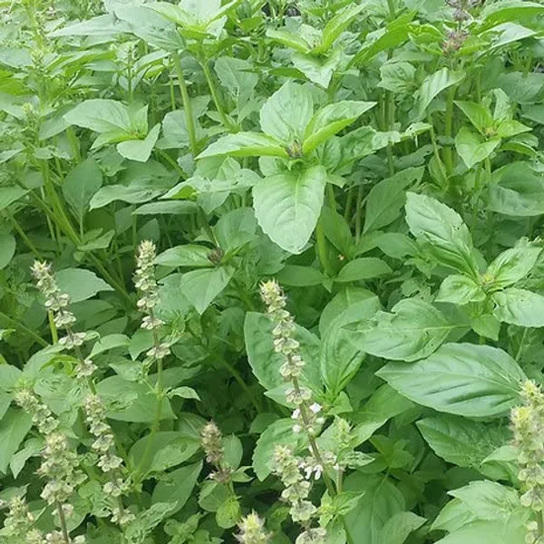 Lemon_Basil_Seeds_-_Pack_Of_4