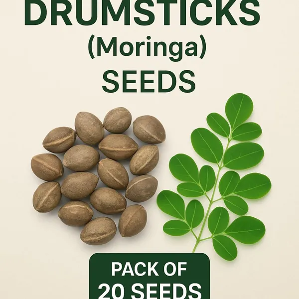 Moringa_Drumstick_Seeds_-_Pack_Of_5