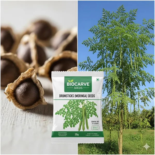 Moringa_Drumstick_Seeds_-_Pack_Of_5