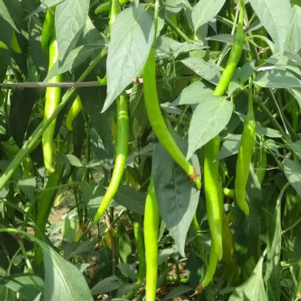 Chilli_Seeds_-_Pack_Of_8