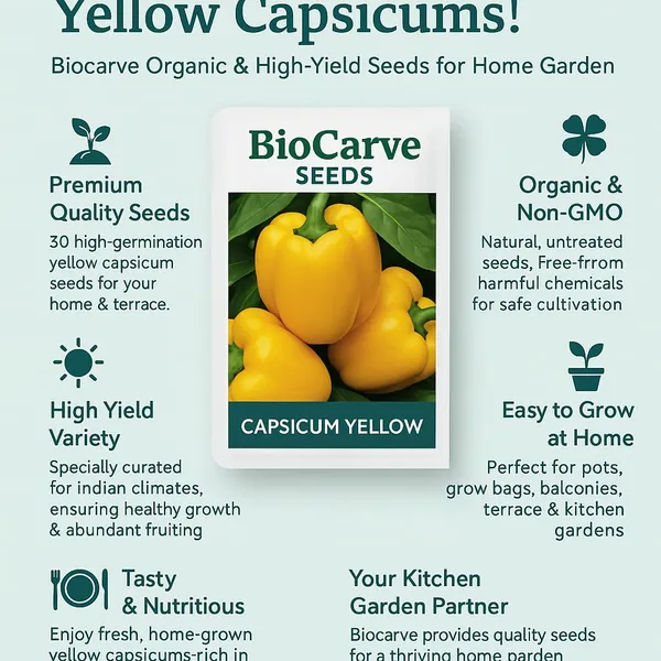 Capsicum_Bell_Pepper_Yellow_Seeds_-_Pack_Of_5