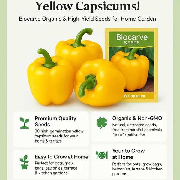 Capsicum_Bell_Pepper_Yellow_Seeds_-_Pack_Of_5