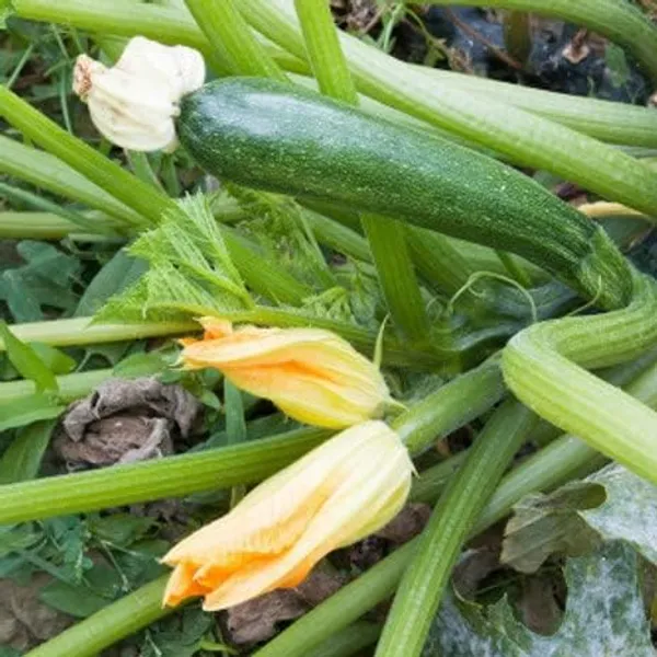 Zucchini_Seeds_For_Gardening_-_Pack_Of_4