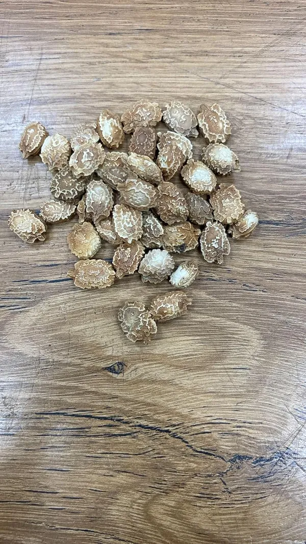Bitter_Gourd_Seeds_Premium_-_Pack_Of_5