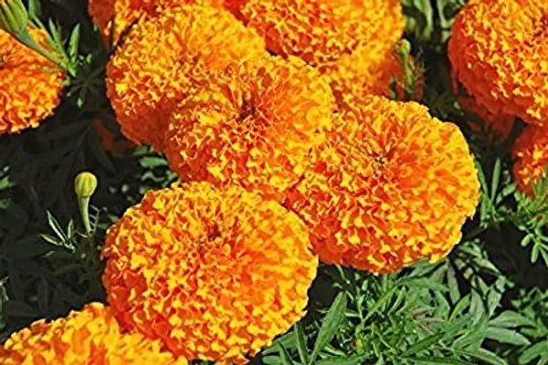 Pack_Of_4_African_Marigold_Flower_Seeds_