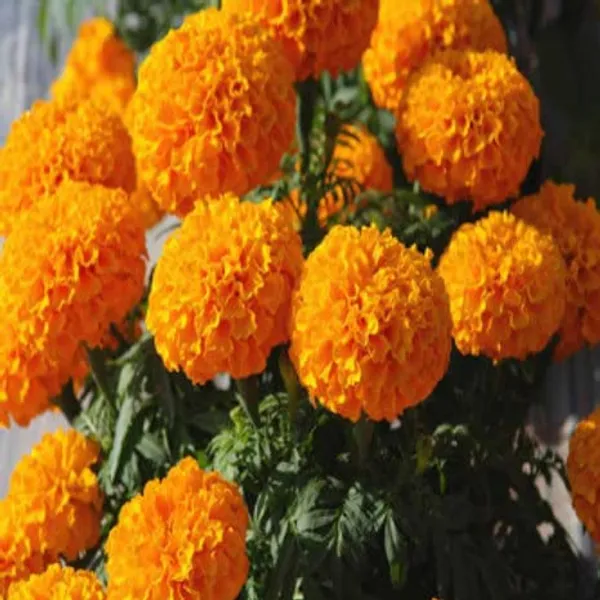 Pack_Of_4_African_Marigold_Flower_Seeds_