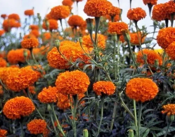 Pack_Of_4_African_Marigold_Flower_Seeds_