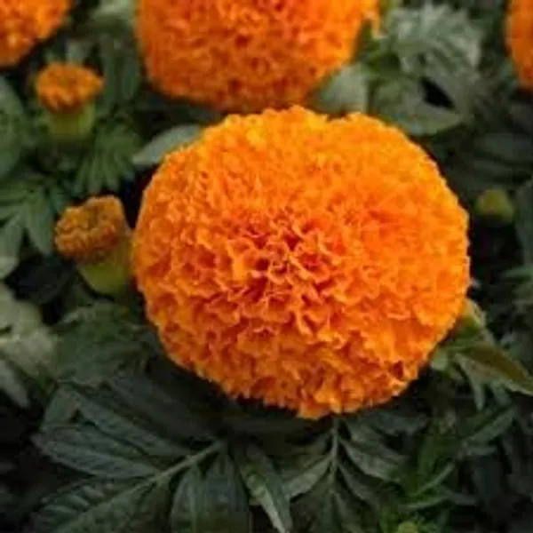 Pack_Of_4_African_Marigold_Flower_Seeds_