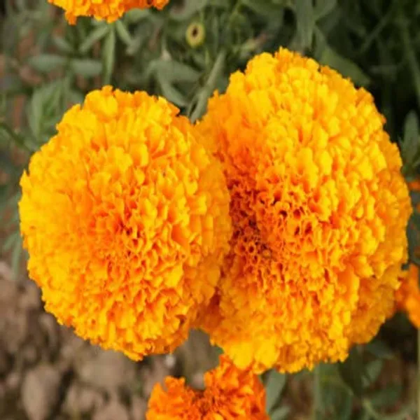 Pack_Of_4_African_Marigold_Flower_Seeds_