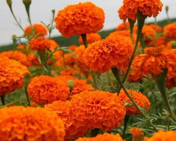 Pack_Of_4_African_Marigold_Flower_Seeds_