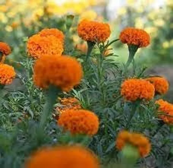 Pack_Of_4_African_Marigold_Flower_Seeds_