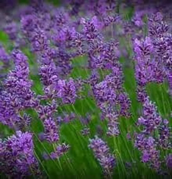 Pack_Of_4_Lavender_Flower_Seeds