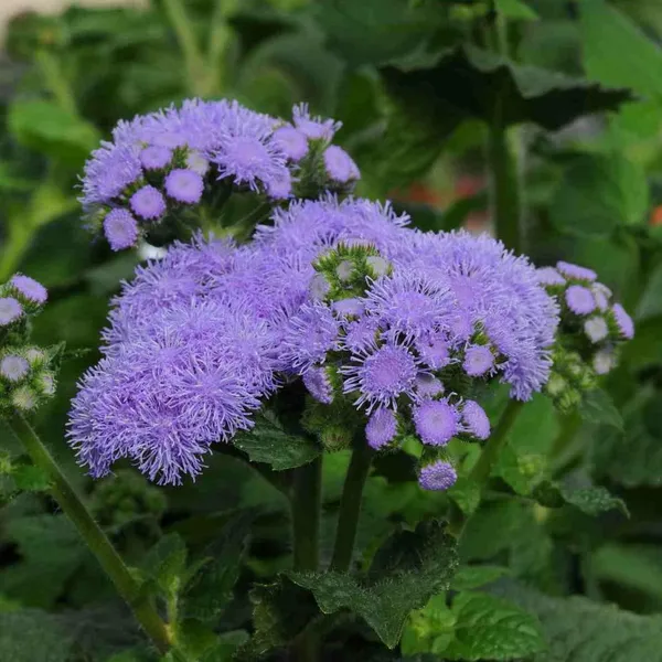 Ageratum_Ball_Mix__Flower_Seeds__Pack_Of_4