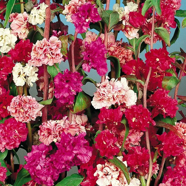 Pack_Of_4_Clarkia_Elegant__Mixed