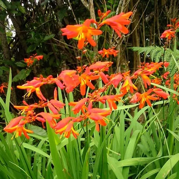 Tritonia_Bulbs