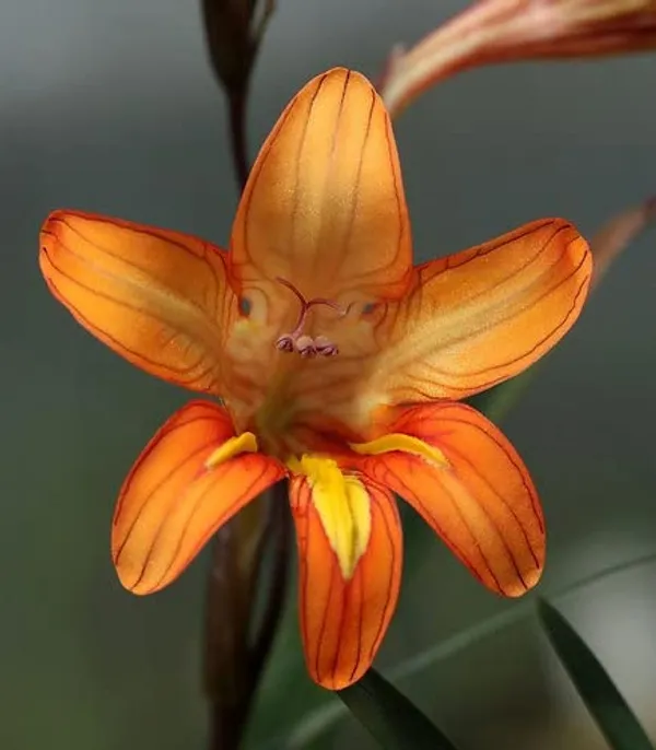 Tritonia_Bulbs