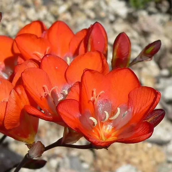 Tritonia_Bulbs