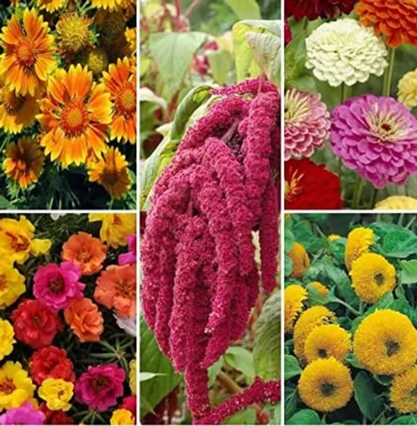 Summer_Flower_Seed_Mix_-_Pack_Of_2