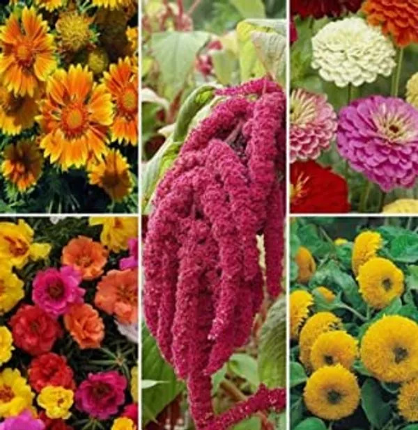 Flower_Seeds_Mixed_Variety_Pack_Of_2