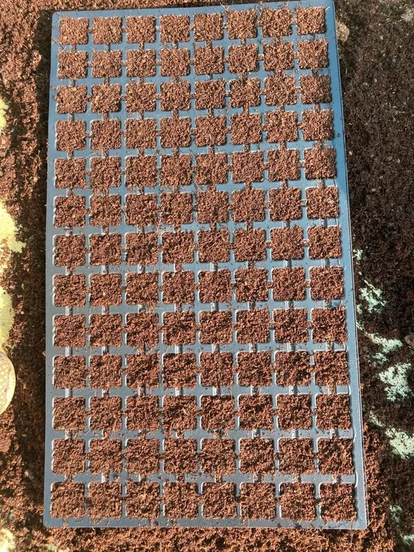 African_Marigold_Seeds_Kit_-_Pack_Of_2