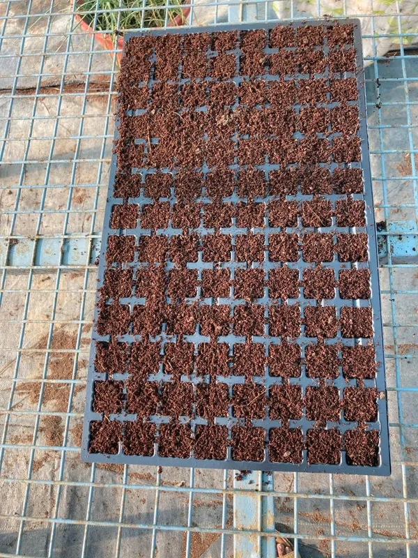 African_Marigold_Seeds_Kit_-_Pack_Of_2