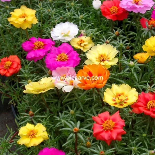 Pack_Of_2_Portulaca_Flower_Seeds