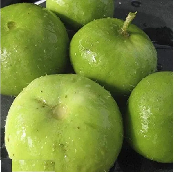 Tinda_Seeds_-_Pack_Of_7
