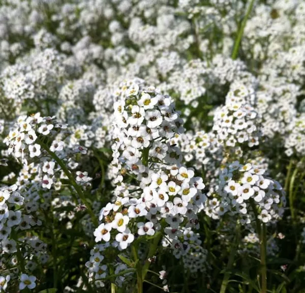 Sweet_Alyssum_Benthami_White__Flower_Seeds_-_Pack_Of_4