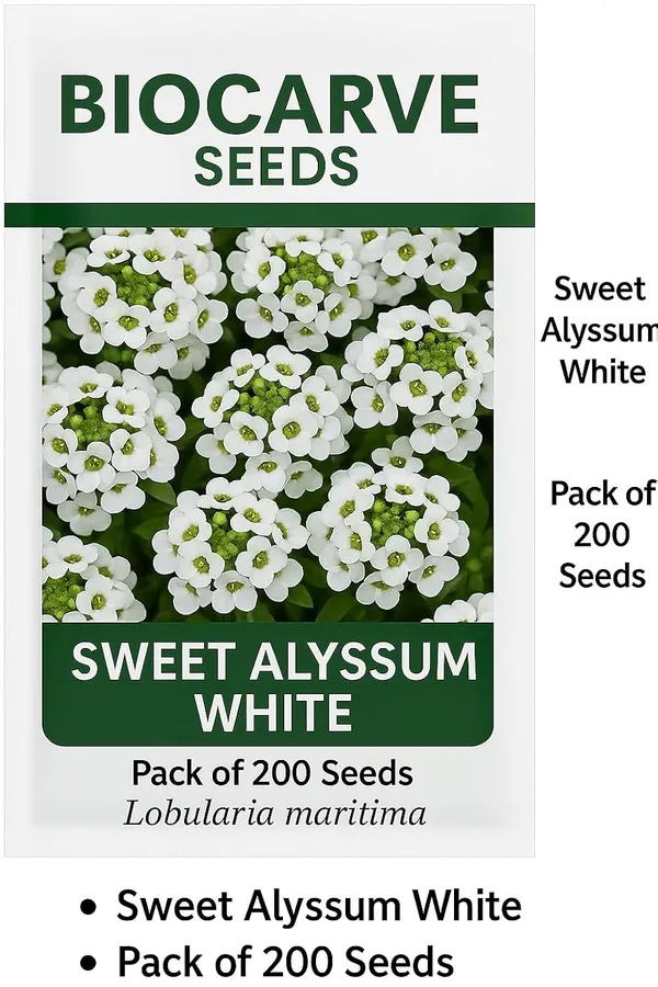 Sweet_Alyssum_Benthami_White__Flower_Seeds_-_Pack_Of_4