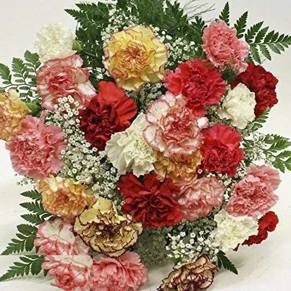 Carnation_Flower_Seeds_-_Pack_Of_4