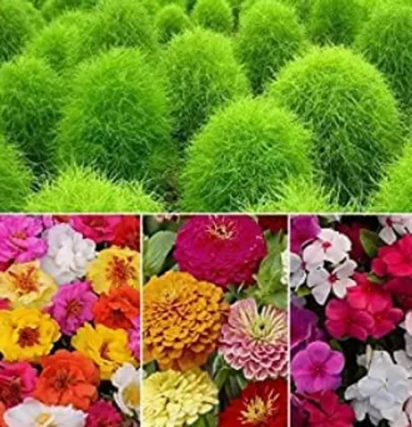 Summer_Flower_Seeds_Mix_-_Pack_Of_2