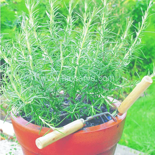 Rosemary_Herb_Seeds_-_Pack_Of_3