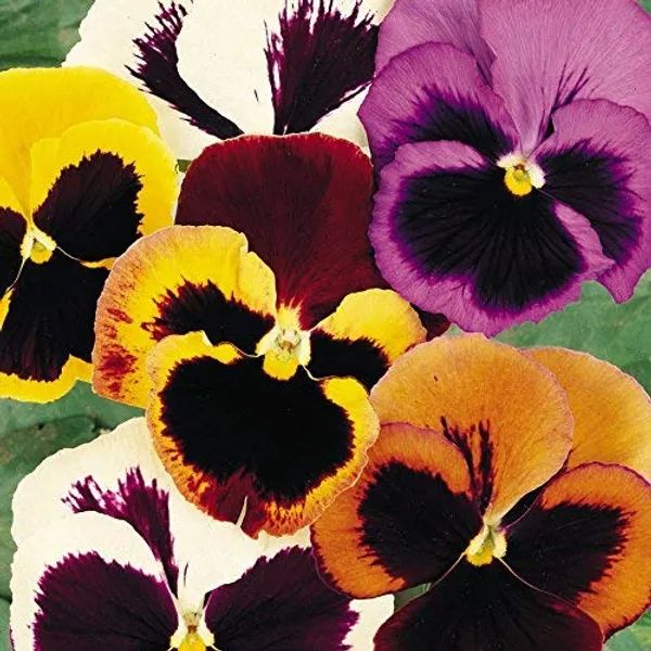 Pack_Of_4_Pansy_Swiss_Giants_Mix__Flower_Seeds