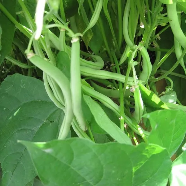Long_Green_Bean_Seeds_-_Pack_Of_5