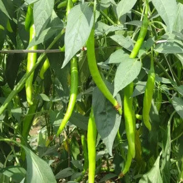 Chilli_Hot_Pepper_Seeds_Premium_-_Pack_Of_8