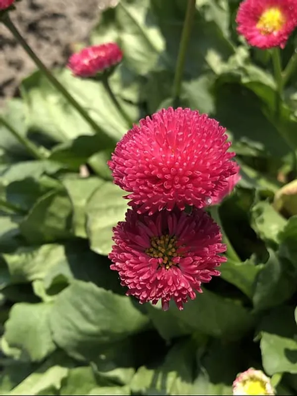 Daisy_Pomponette_Mix_Flower_Seeds_-_Pack_Of_4