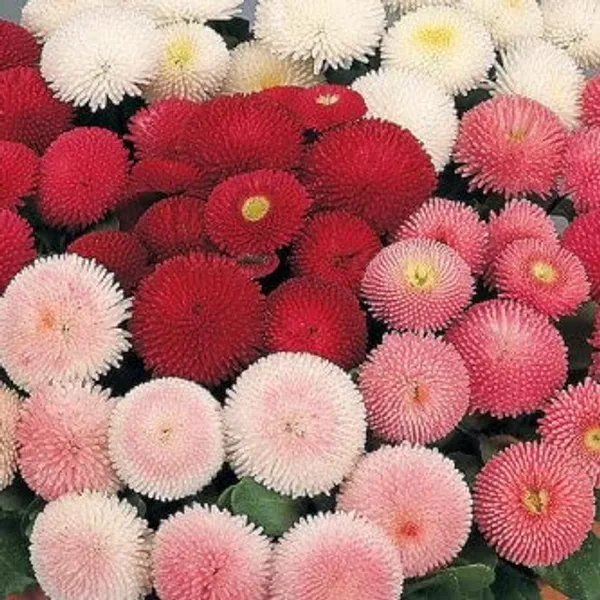 Daisy_Pomponette_Mix_Flower_Seeds_-_Pack_Of_4
