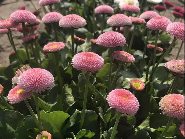 Daisy_Pomponette_Mix_Flower_Seeds_-_Pack_Of_4