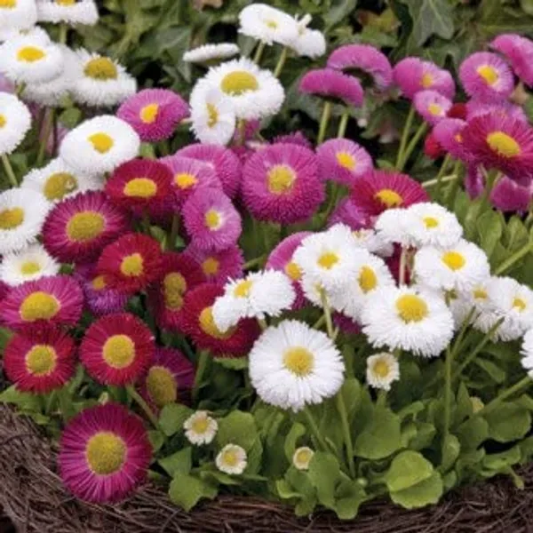 Daisy_Pomponette_Mix_Flower_Seeds_-_Pack_Of_4