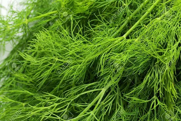 Dill_Seeds_-_Pack_Of_3