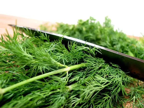 Dill_Seeds_-_Pack_Of_3