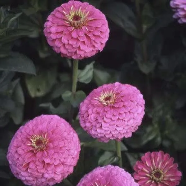 Pack_Of_7_Zinnia_Illumination_Deep_Rose_(Pink)_Flower_Seeds_Premium