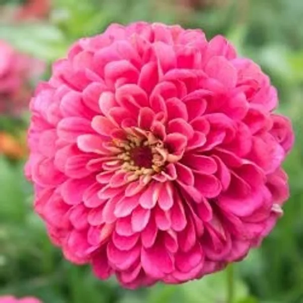Pack_Of_7_Zinnia_Illumination_Deep_Rose_(Pink)_Flower_Seeds_Premium