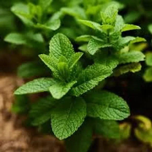 Mint_Seeds_Premium_-_Pack_Of_3