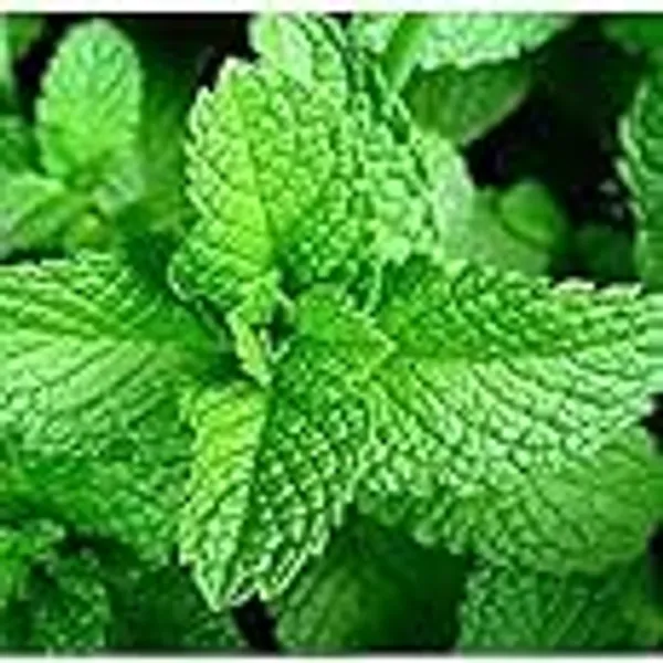 Mint_Seeds_Premium_-_Pack_Of_3