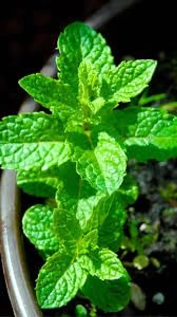 Mint_Seeds_Premium_-_Pack_Of_3