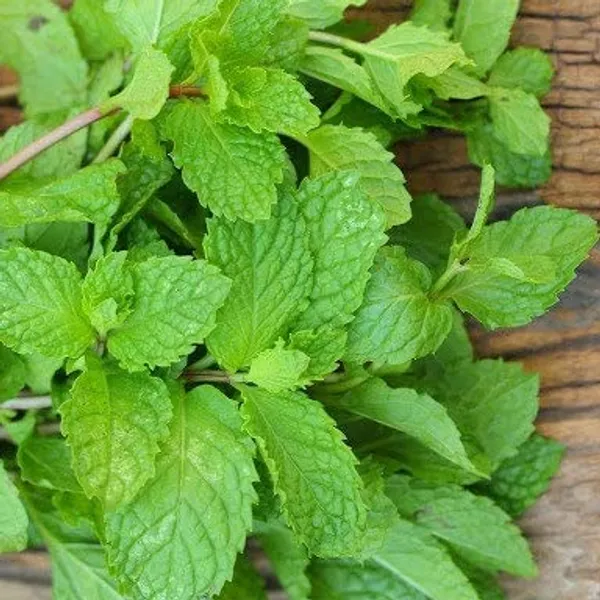 Mint_Seeds_Premium_-_Pack_Of_3