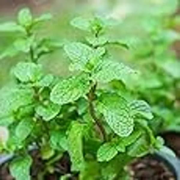 Mint_Seeds_Premium_-_Pack_Of_3