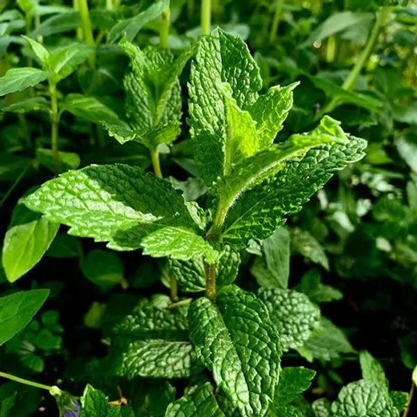 Mint_Seeds_Premium_-_Pack_Of_3